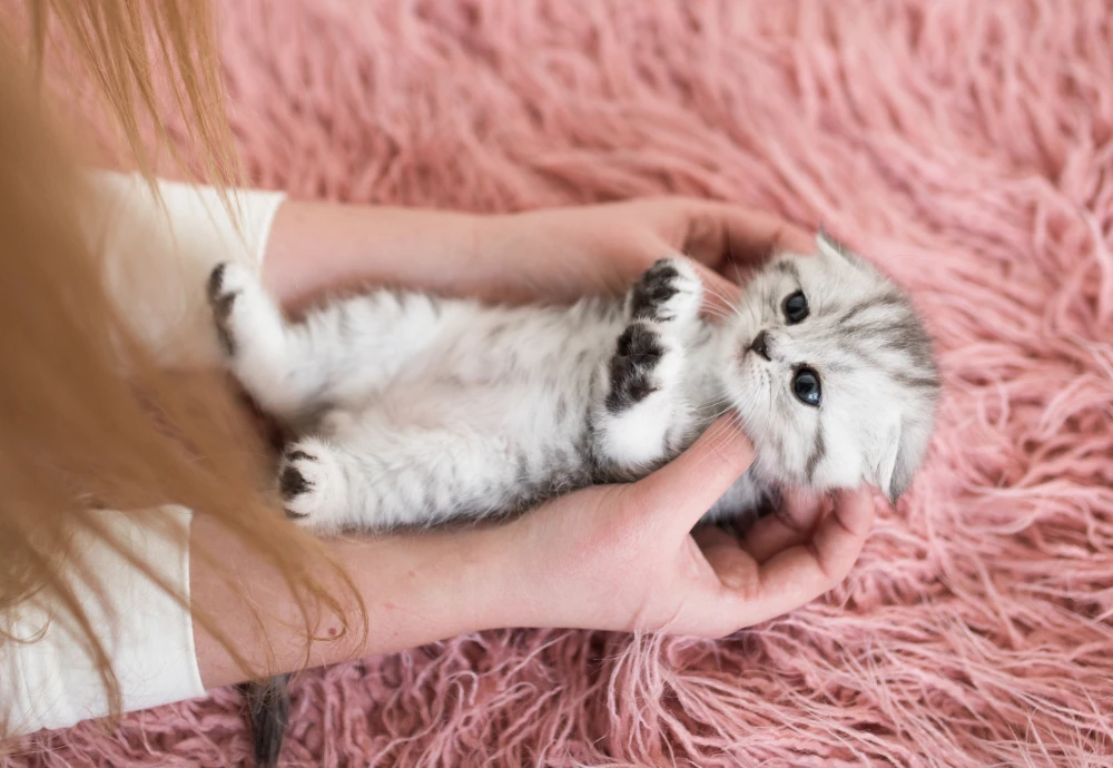 indoor camera pet